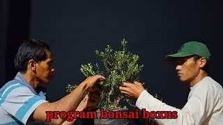 @jagatcilikbonsai3298 (150) program bonsai boxus #bonsai #bonsaitree #berandayoutube #viralvideo