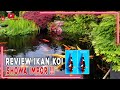 REVIEW IKAN KOI SHOWA IMPOR❗❗❗