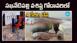 సఖనేటిపల్లి వశిష్ట గోదావరిలో 4 కేజీల చేప | 4 kg fish in Sakhnetipalli Vasishta Godavari| iD Tenali