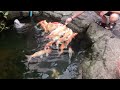 Under water world pattaya II Nice fish T-J Vlog with etc. Love to entertaining, learning and earning