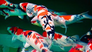 The Most Beautiful Koi Fish Wins International Contest