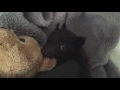 baby bat and her teddy this is patootie