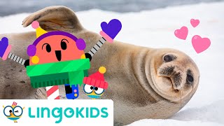 ARCTIC ANIMALS SONG 🐧🎶 Polar animals songs for kids | Lingokids