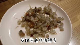 龍魚餵食之冷凍白蝦篇