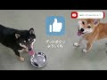 【柴犬】いちごとみるくのスローライフ　ドッグランカフェで走り回る柴犬がかわいい　japan shiba inu 　＃柴犬　＃柴犬の日常　 リコリコ