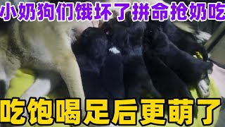 狗妈妈出去了一天，小奶狗们饿坏了，拼命抢奶吃