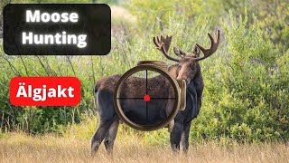 Moose hunting 2023 - 6 Shooting scenes - Hunting - Hunting movie