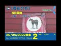 【賽前分析】20 04 2022賽事 race 2（no. 596 第四班1650米）