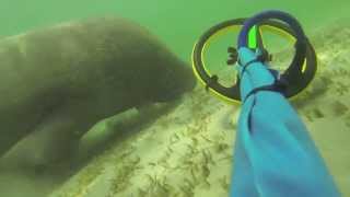 Manatee Encounters.......