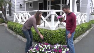 Surfinia: Beautify Your Balcony with the World's Best Petunias