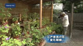 江戸庶民の花　「変化朝顔」