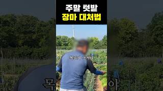 주말 텃밭 장마 대처법 #장마 #장마대비