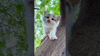 #shorts Cute kitten #kitten #cattales #catfunny  #cat #catlover