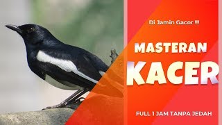 Kacer Master Gacor Isian Top