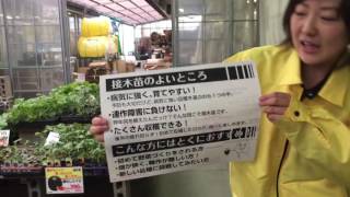 家庭菜園 接木苗 利点 いいところ 野菜苗 ＃農業屋