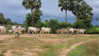 ទេសភាពវាលស្រែនៅស្រុកសំរោងទងខេត្តកំពង់ស្ពឺ