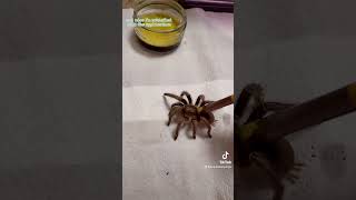 How I treat a fungal infection in tarantulas