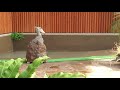 掛川花鳥園ハシビロコウのふたば 久々のあの飼育員さんとのツーショット u0026帰り際振りかえったトリンドルは見た⁉︎🔎ハシビロさんに会いに行く 43