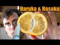 Hassaku and Haruka - Japanese Citrus Review - Weird Fruit Explorer Ep 172