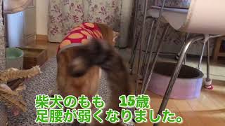 15歳の柴犬ももがヨロケそうになると助けてくれるさくらちゃん