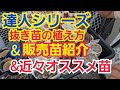 【多肉植物】【達人シリーズ】抜き苗の植え方&近々の販売苗紹介～🎵2024年11月13日