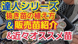 【多肉植物】【達人シリーズ】抜き苗の植え方&近々の販売苗紹介～🎵2024年11月13日