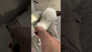 Shaving My Dog Prank #shorts