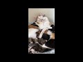 Two Cats Hugging Whilst Surrounded by Kittens in Their Sleep