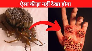 Top 5 most Dangerous Insects in the world || दुनिया में मौजूद कुछ खतरनाक कीड़े
