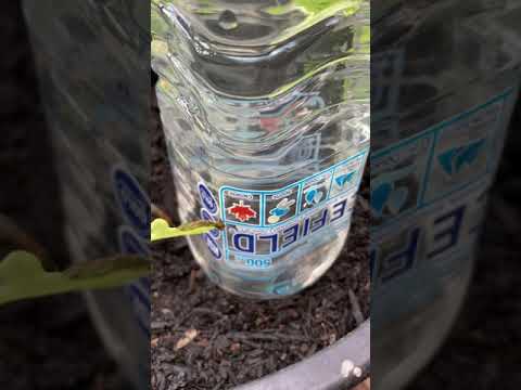 What can I water my plants with besides water?