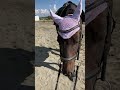 あーこっこ速報！乗られると思うと、なぜか眠っちゃうんだよなぁ。 引退競走馬 馬と仲良く ローレル