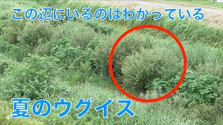 夏のウグイス【バードウオッチング？】