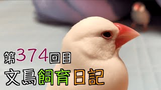 文鳥飼育日記第374回目