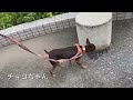 10 3朝　☀️ワンちゃんドッグラン〜猫ちゃん〜のご様子です♪羽田空港近くのペットホテルエアライン羽田にご宿泊中のペットちゃん達です♡