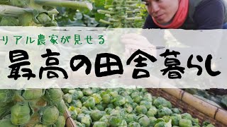 【田舎暮らし最高！】野菜を栽培しながら田舎暮らしを楽しむ農家の姿【芽キャベツの収穫】