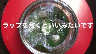 【ボトルアクアリウム】田砂で種から水草を育てるよ【できるかな？】