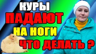 Почему куры падают на ноги. Как спасти курицу.