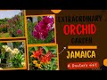 An extraordinary Orchid garden tour || JAMAICA