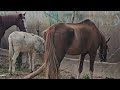 horrible tourists ignore horse suffering