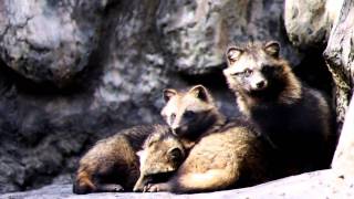 くっつく三匹のタヌキ　Three Asian racoons