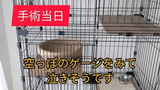 手術当日に病院に預けて帰宅したら、とんでもない空虚感に襲われた【保護猫】