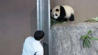 扉が開いたのに帰らない🐼 飼育員さんが持っているリンゴにつられて帰っていく彩浜🌈