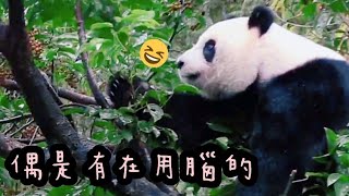 圓仔姐姐爬樹摘果果，圓仔說:我搖，我搖，我搖搖搖|熊貓貓熊The Giant Panda Yuan Yuan and Yuan Bao|台北市立動物園