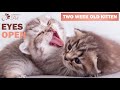 kitten growth chart kitten developmental stages newborn kitten to adult cat