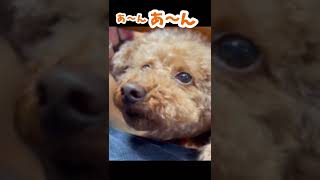 焼肉でカルビを狙うトイプードル  #shorts 【名古屋弁でしゃべる犬】