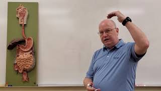 Professor Long2402 Lab Digestive System Intro Drawing