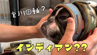 【雨の日のお散歩】どうしても散歩に行きたい兄犬がやらかしてくれました！