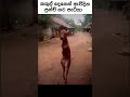 කකුල් දෙකෙන් ඇවිදින පුංචි හරක් පැටවා 😪😥 sinhala shortsvideo fyp