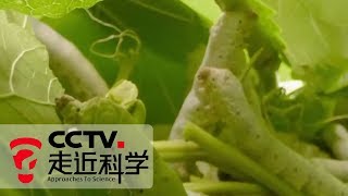 《走近科学》 破解基因好养蚕（上）20190708 | CCTV走近科学官方频道