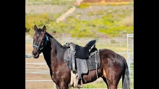 Wilder Ranch State Park, Santa Cruz, CA - Missouri Fox Trotter For Sale  - Ringo - Trail  Advice